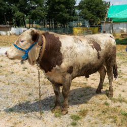 10- Müstakil Kurban 1. Grup