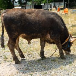 11- Müstakil Kurban 2. Grup