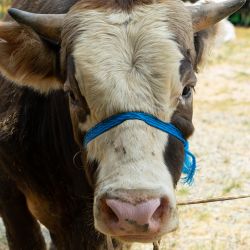 03- Büyükbaş Hisse 2. Grup