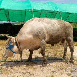 12- Müstakil Kurban 3. Grup