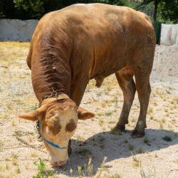 05- Büyükbaş Hisse 4.Grup