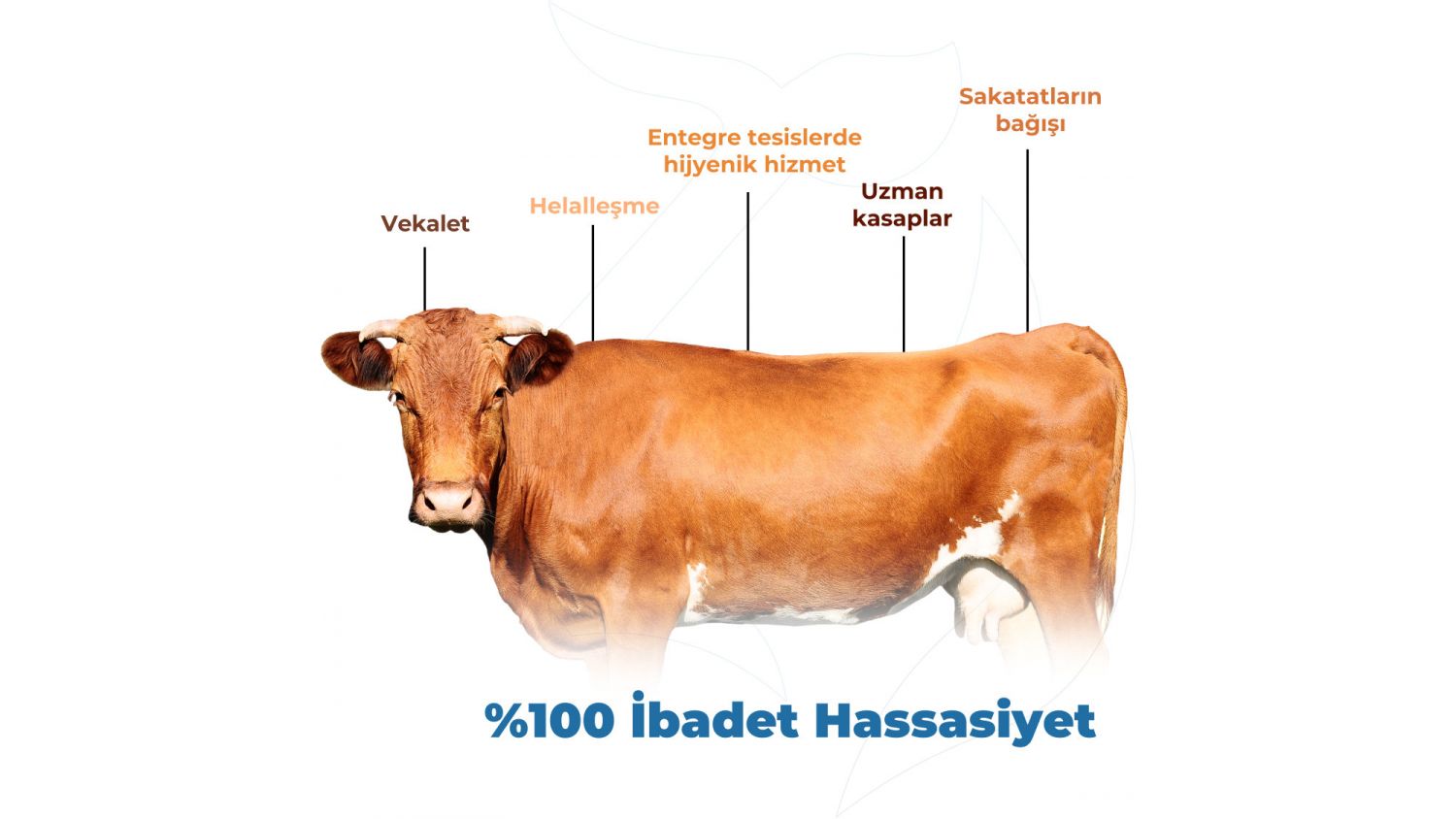 Büyük Baş Kurbanlıklar - 7 / 7 Hisseler